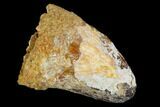Cretaceous Fossil Crocodile Tooth - Morocco #122458-1